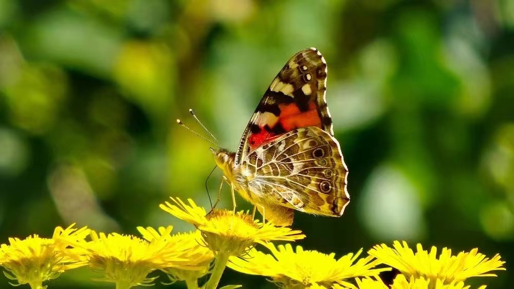 在线AOI制造厂说用眼睛看美好事物