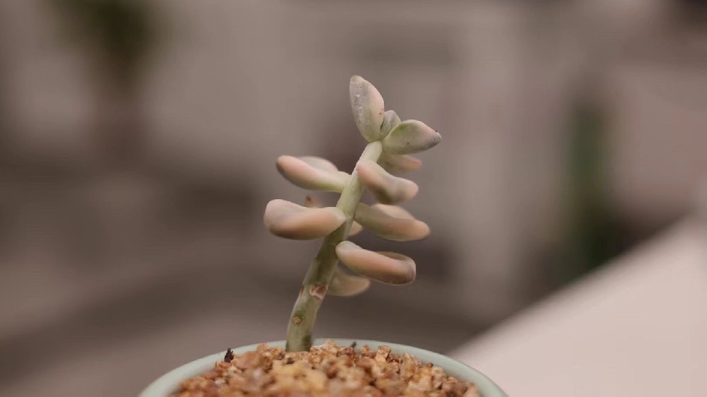 易科讯AOI设备播种善良